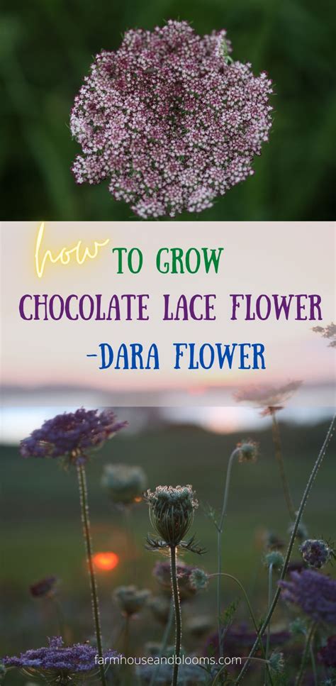 how to grow dara flowers.